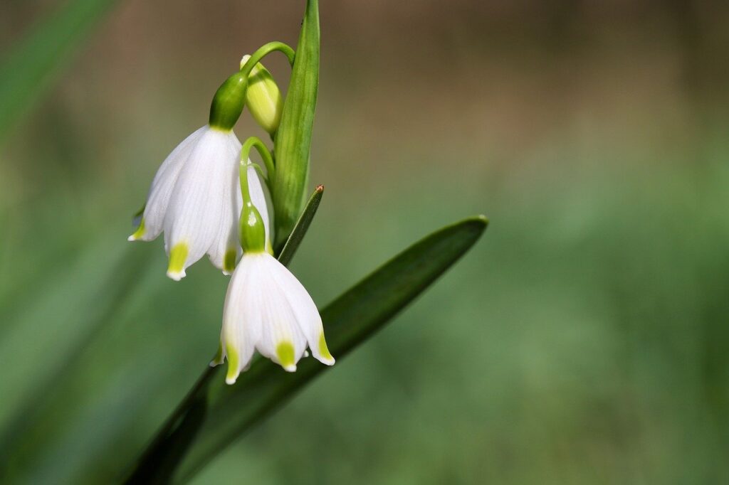 märzenbecher, fruehlingsknotenblume, maerzgloeckchen-8621243.jpg